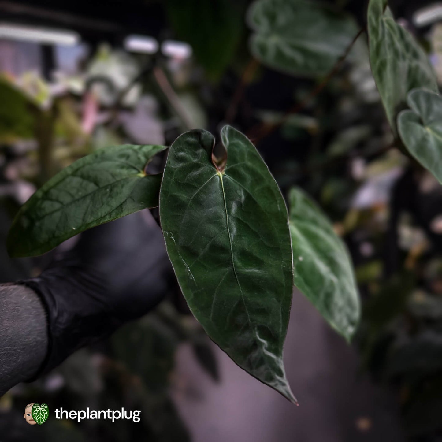 Anthurium #Calculus x Black Cherry