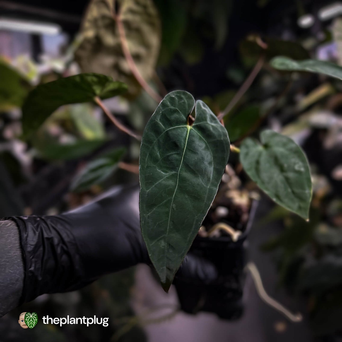 Anthurium #Calculus x Black Cherry