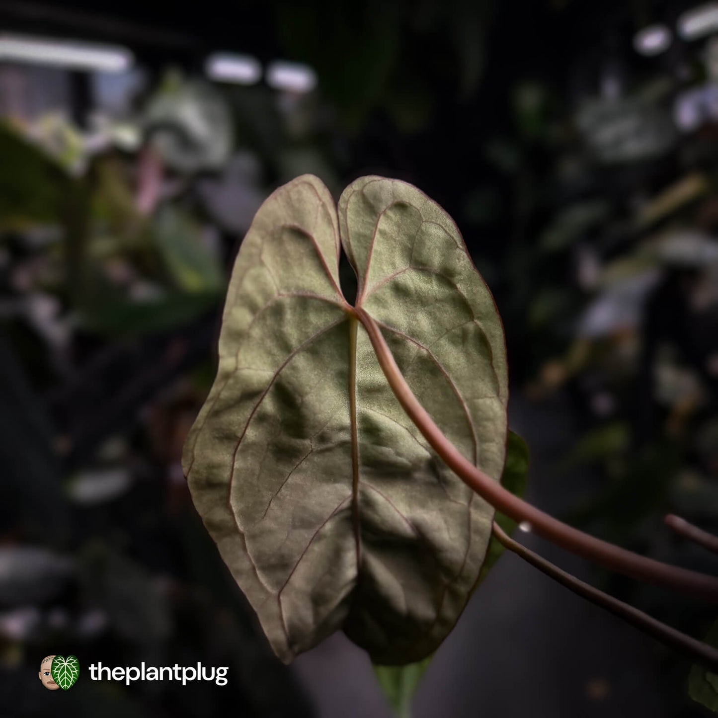 Anthurium #Calculus x Black Cherry