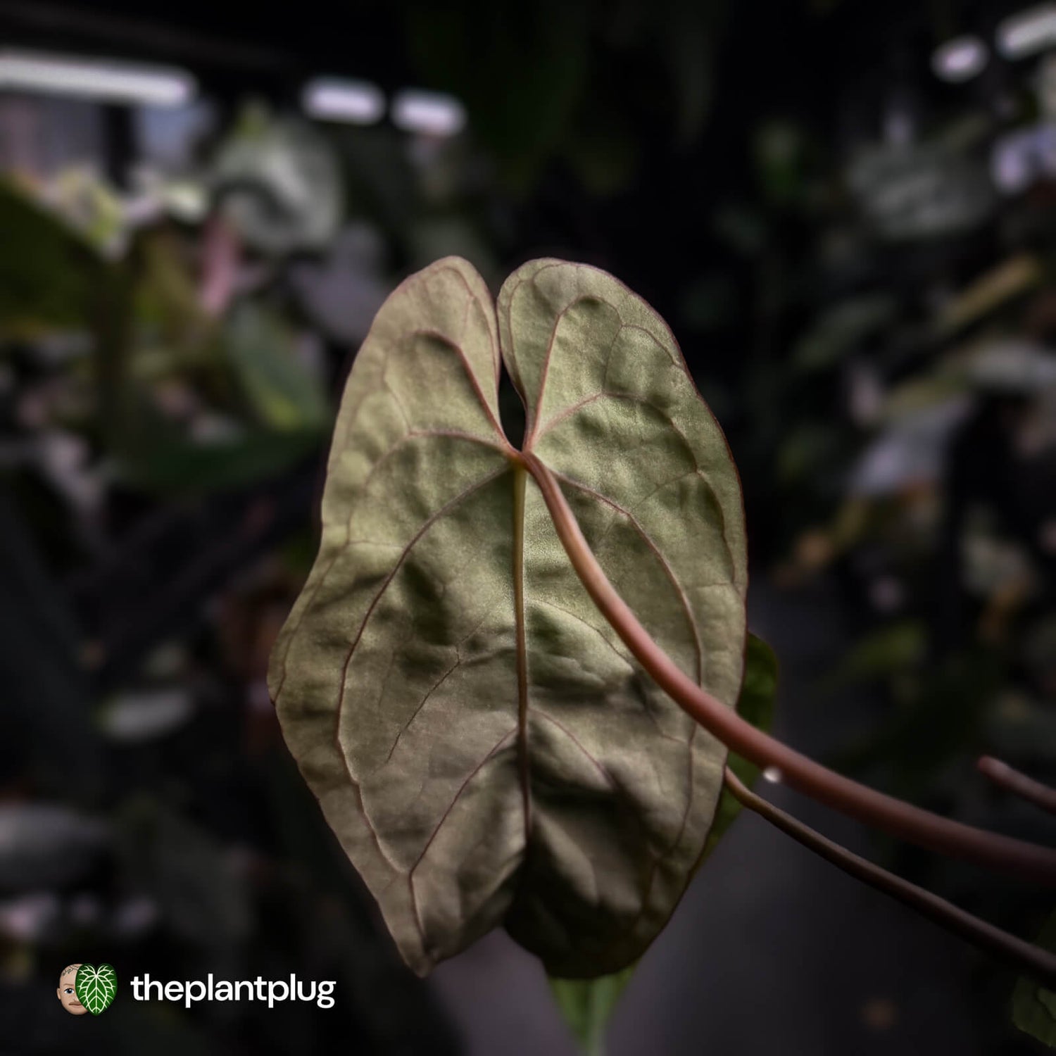 Anthurium #Calculus x Black Cherry