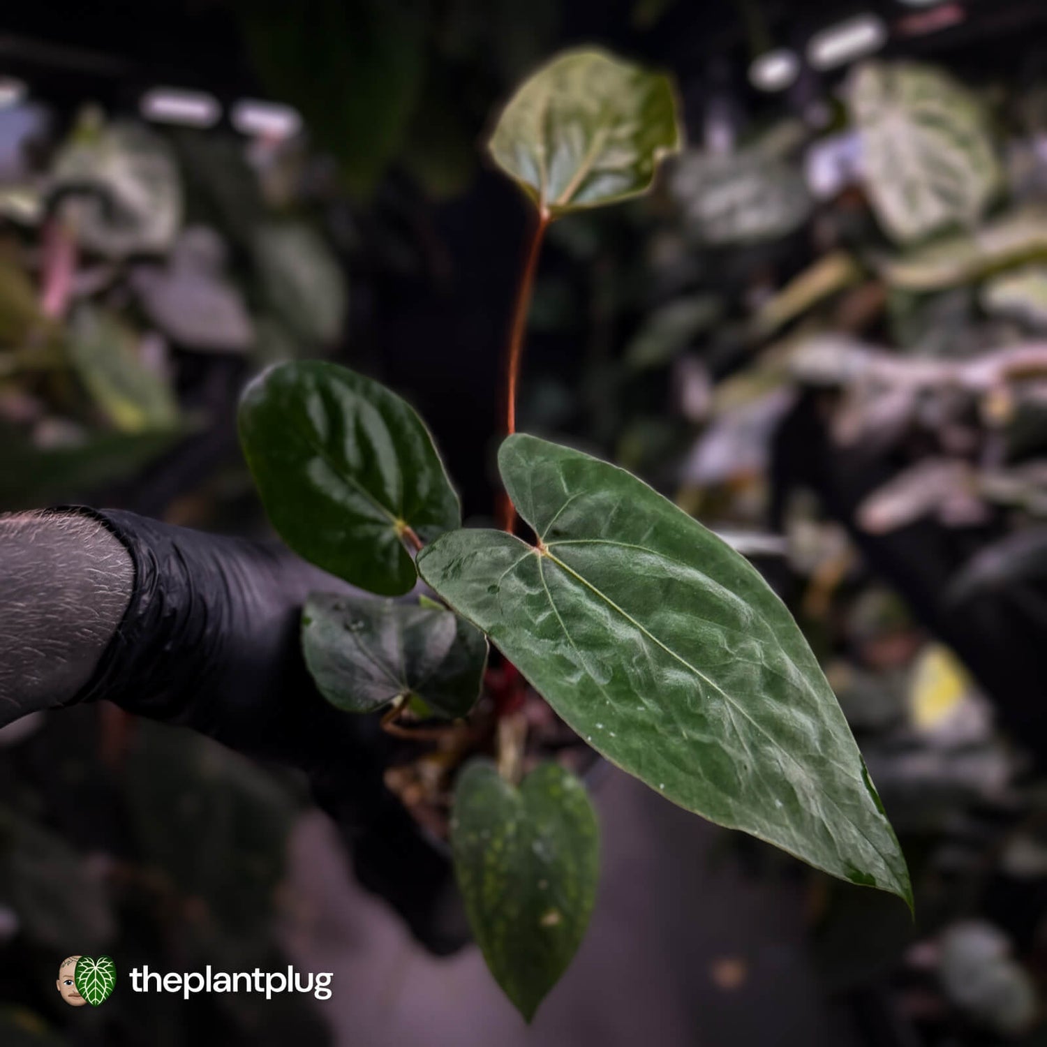 Anthurium papillilaminum 'RL' s1 x 'Black Cherry'