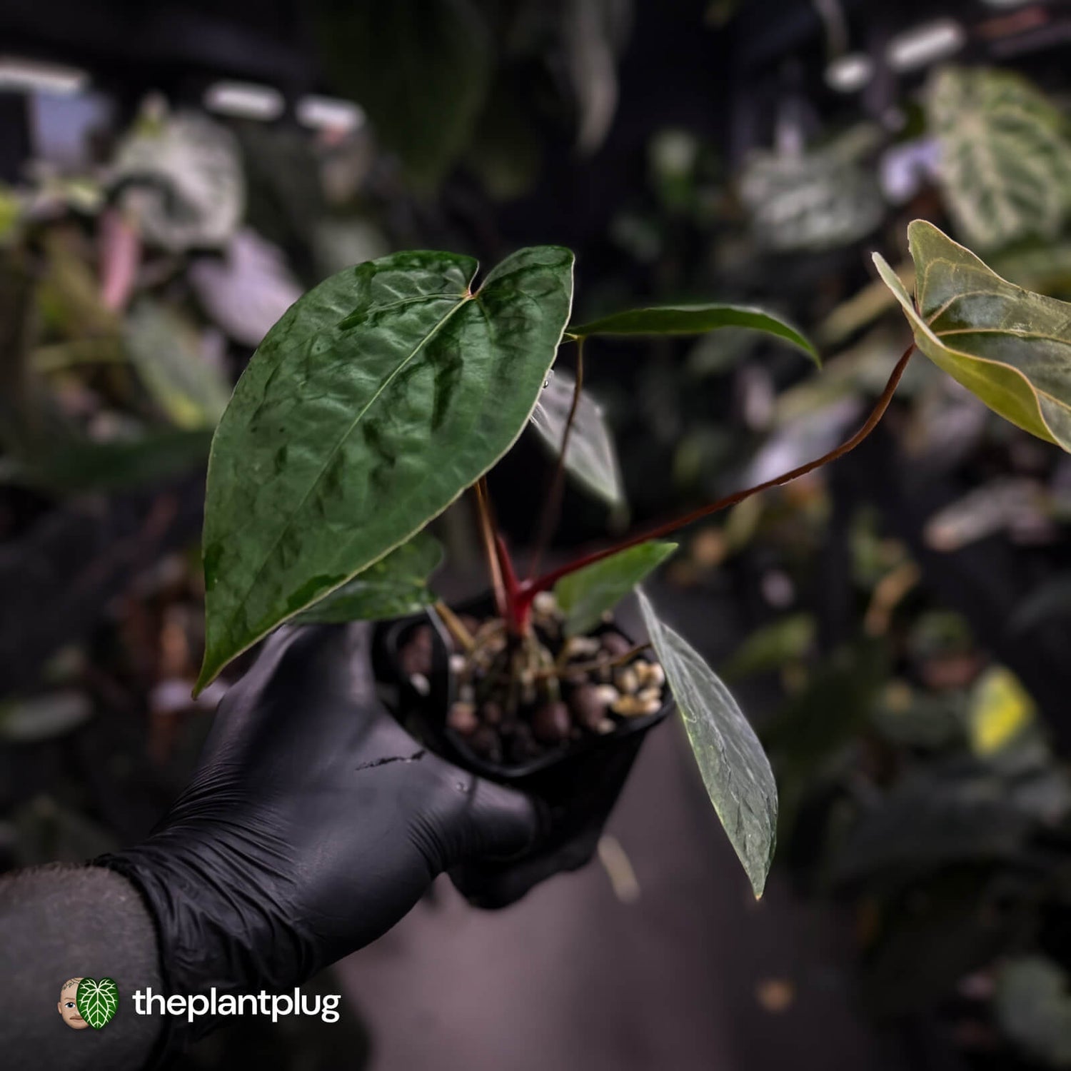 Anthurium papillilaminum 'RL' s1 x 'Black Cherry'