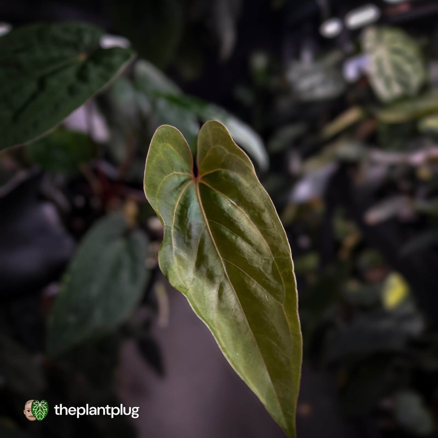 Anthurium papillilaminum 'RL' s1 x 'Black Cherry'