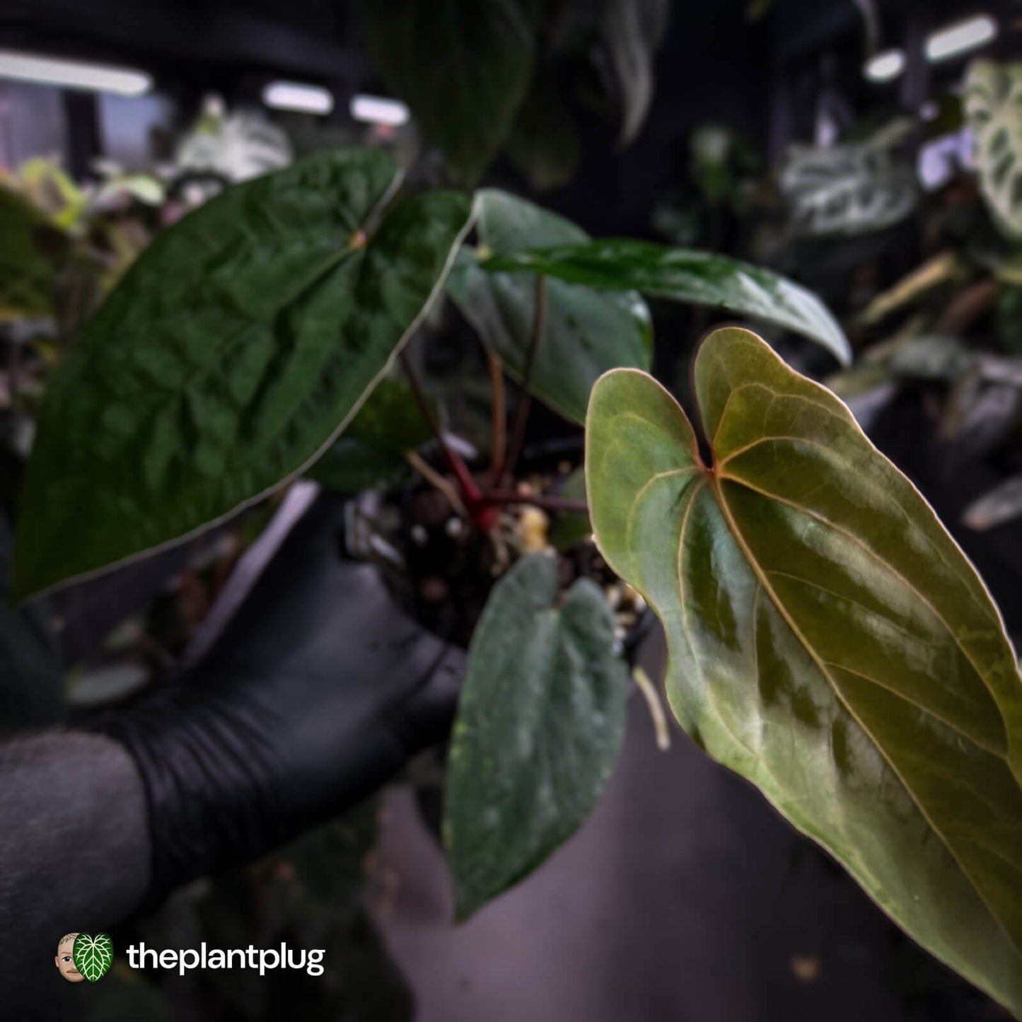 Anthurium papillilaminum 'RL' s1 x 'Black Cherry'