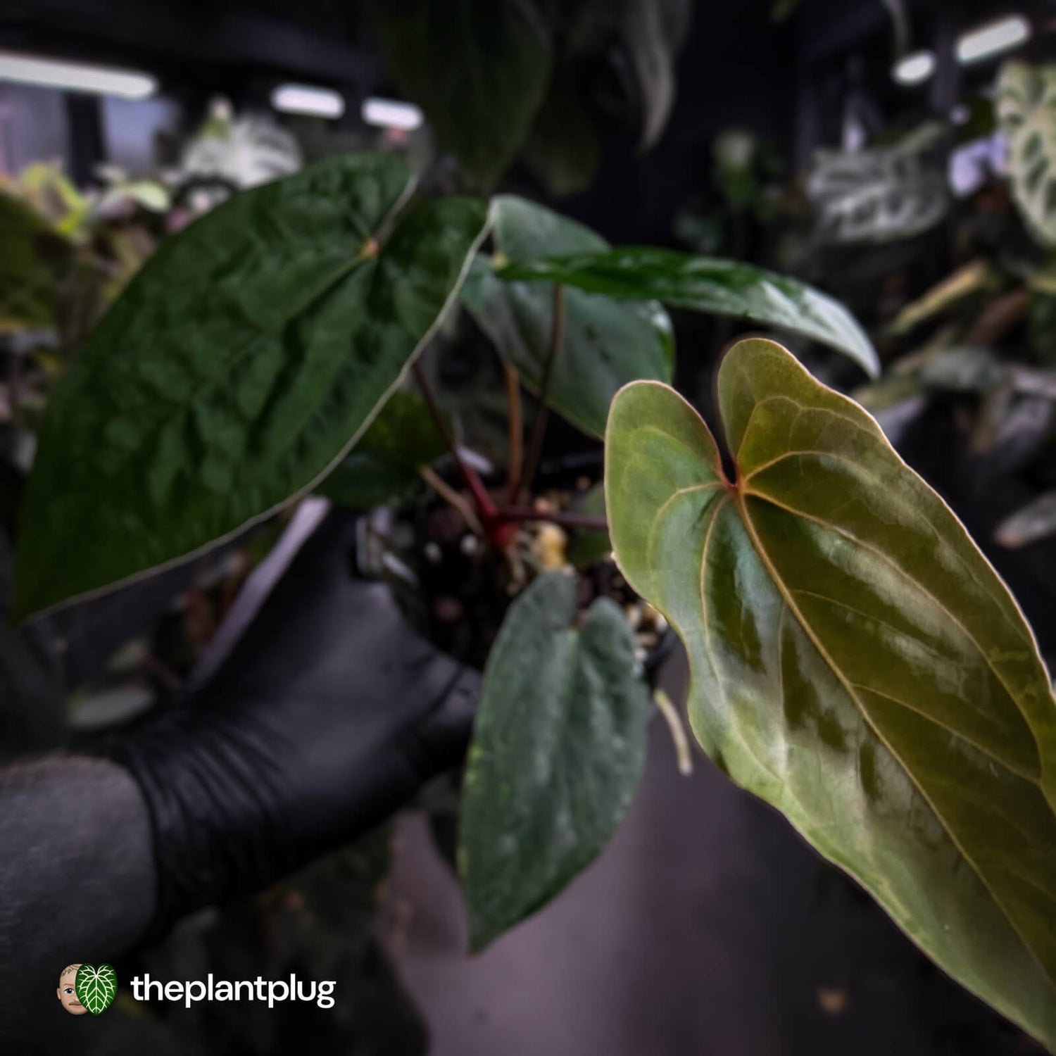 Anthurium papillilaminum 'RL' s1 x 'Black Cherry'