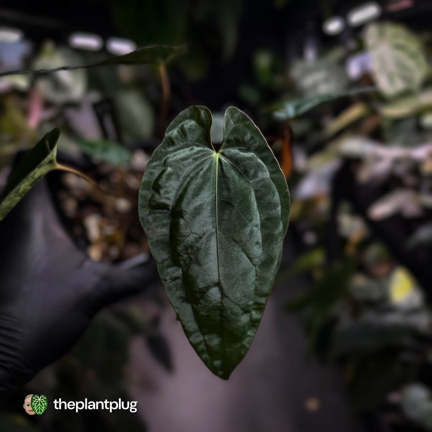 Anthurium 'Deadpool' x #Calculus