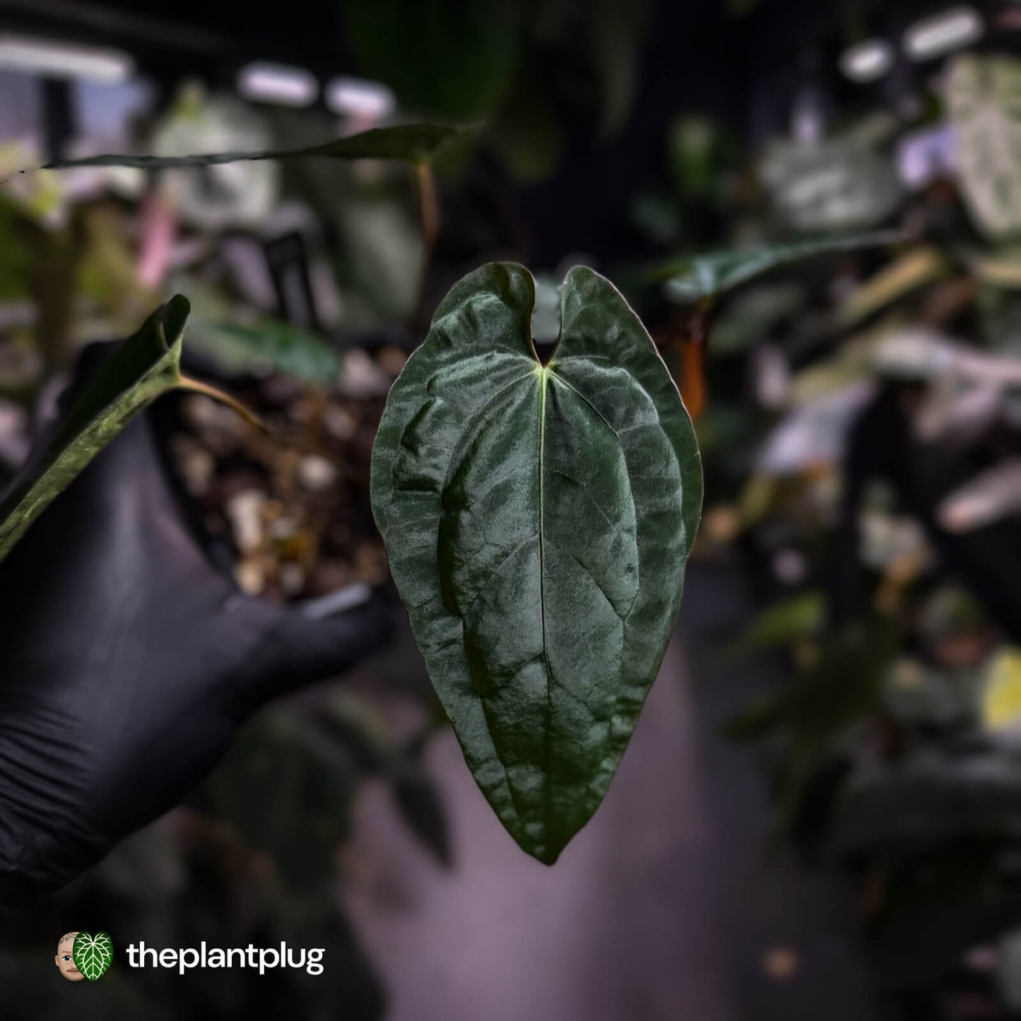 Anthurium 'Deadpool' x #Calculus