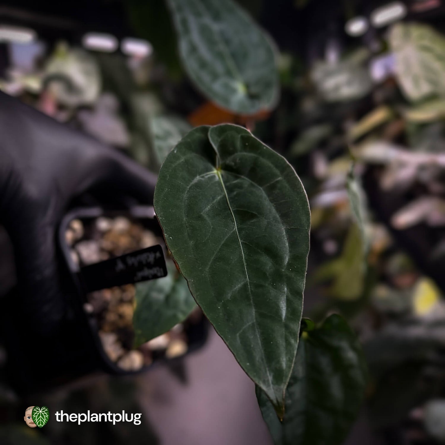 Anthurium 'Deadpool' x #Calculus