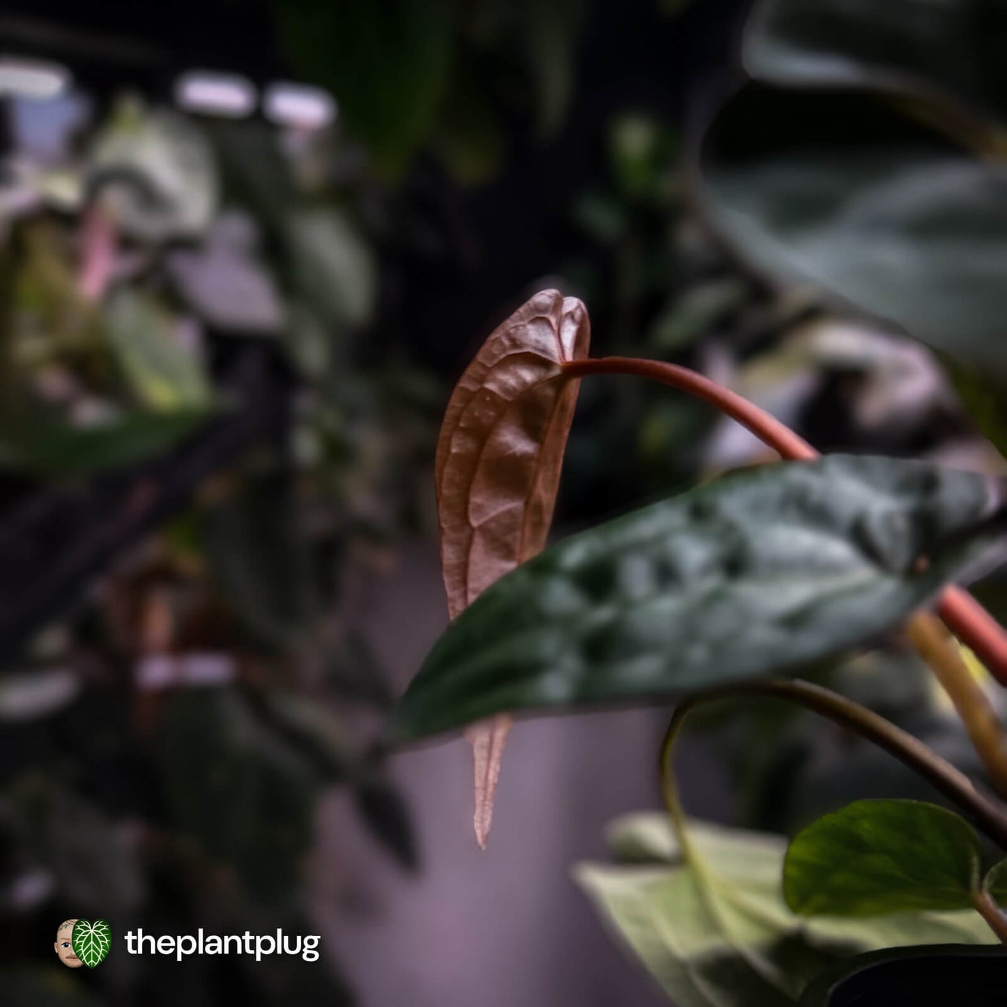 Anthurium 'Deadpool' x #Calculus