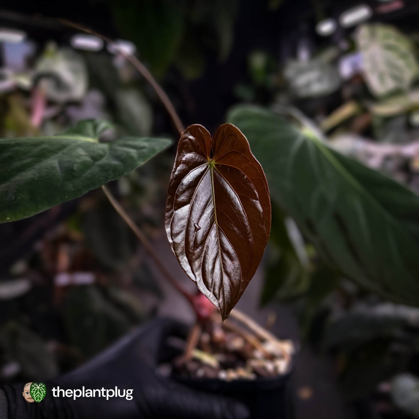 Anthurium papillilaminum 'Red Abaxial' x (antolakii 'Round x RA1')