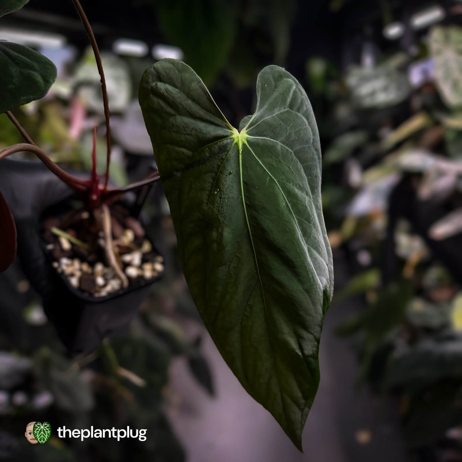 Anthurium papillilaminum 'Red Abaxial' x (antolakii 'Round x RA1')