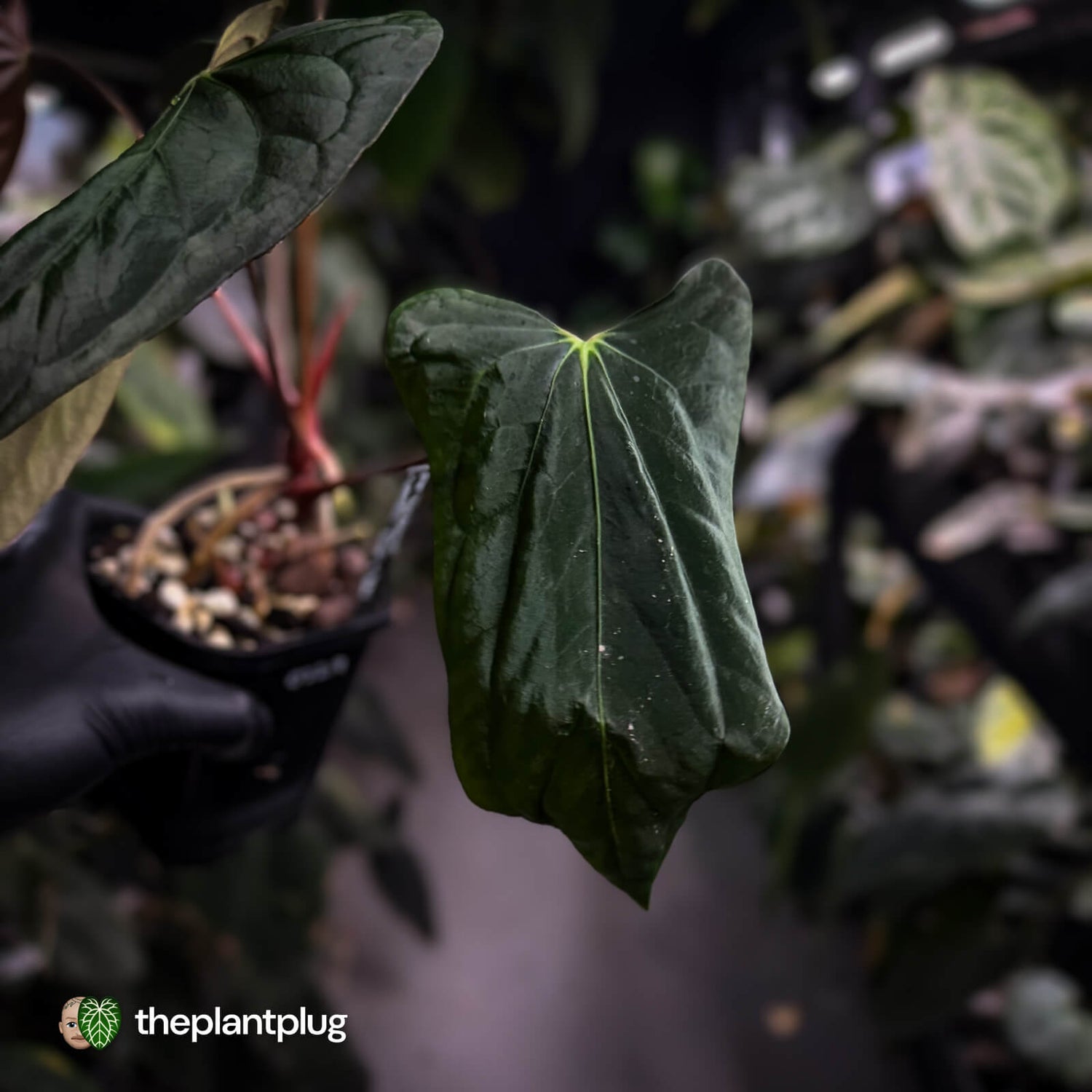 Anthurium papillilaminum 'Red Abaxial' x (antolakii 'Round x RA1')