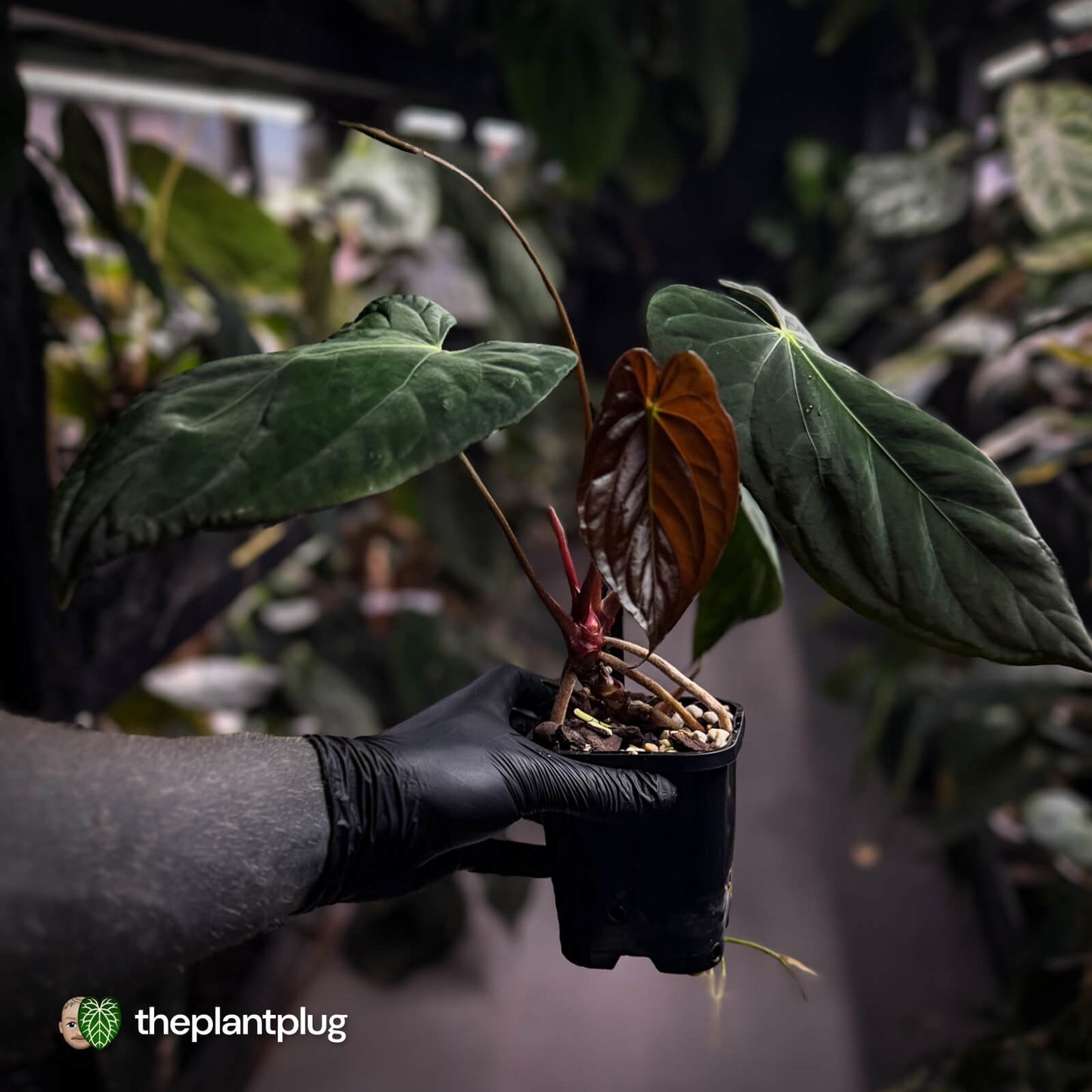 Anthurium papillilaminum 'Red Abaxial' x (antolakii 'Round x RA1')