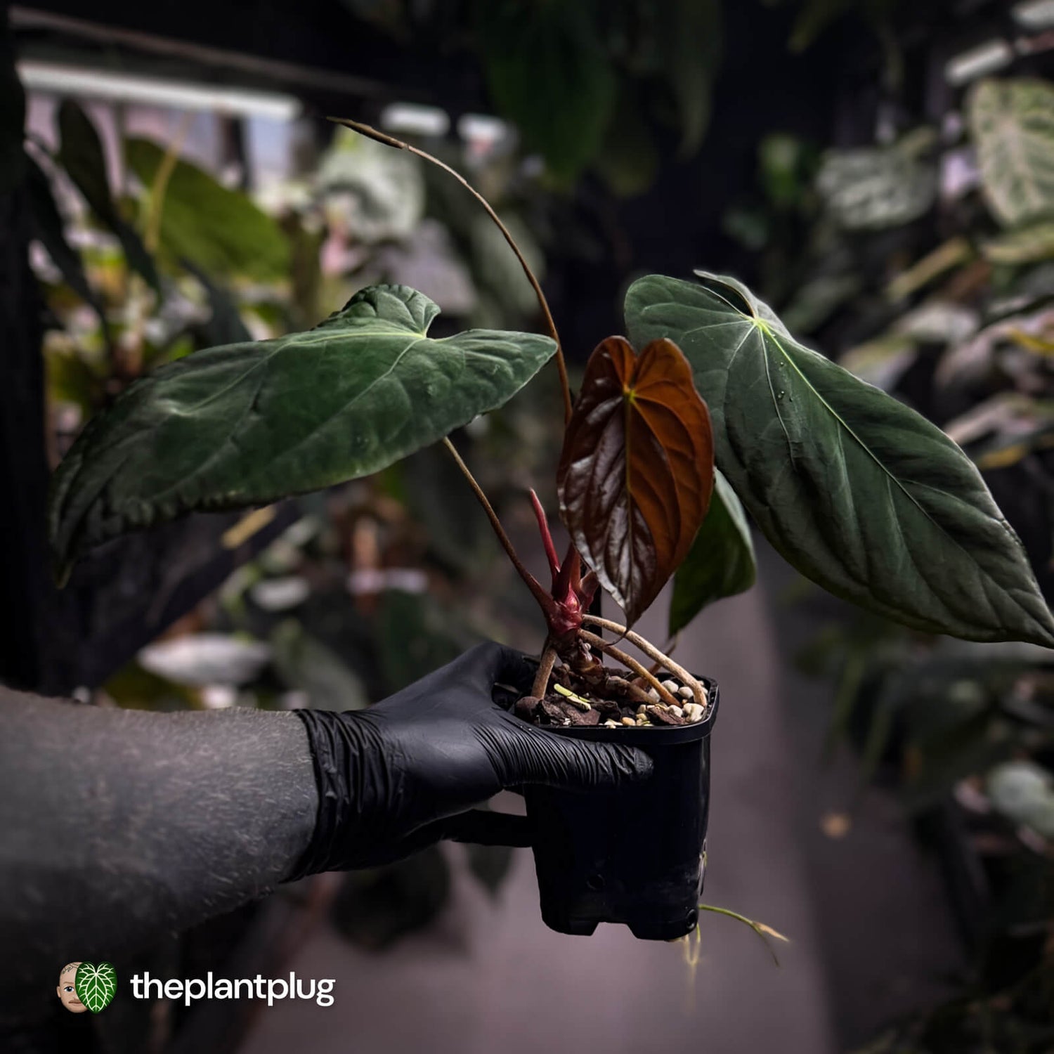 Anthurium papillilaminum 'Red Abaxial' x (antolakii 'Round x RA1')