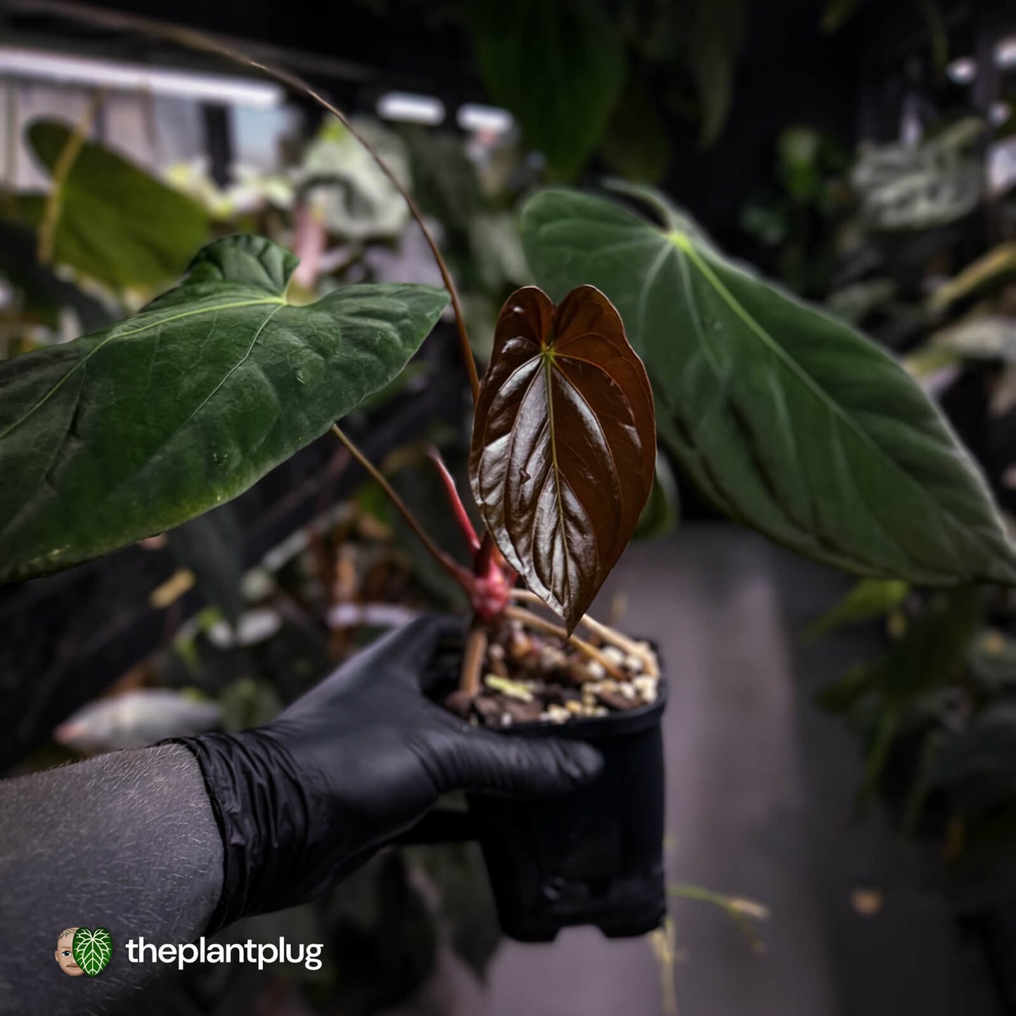 Anthurium papillilaminum 'Red Abaxial' x (antolakii 'Round x RA1')