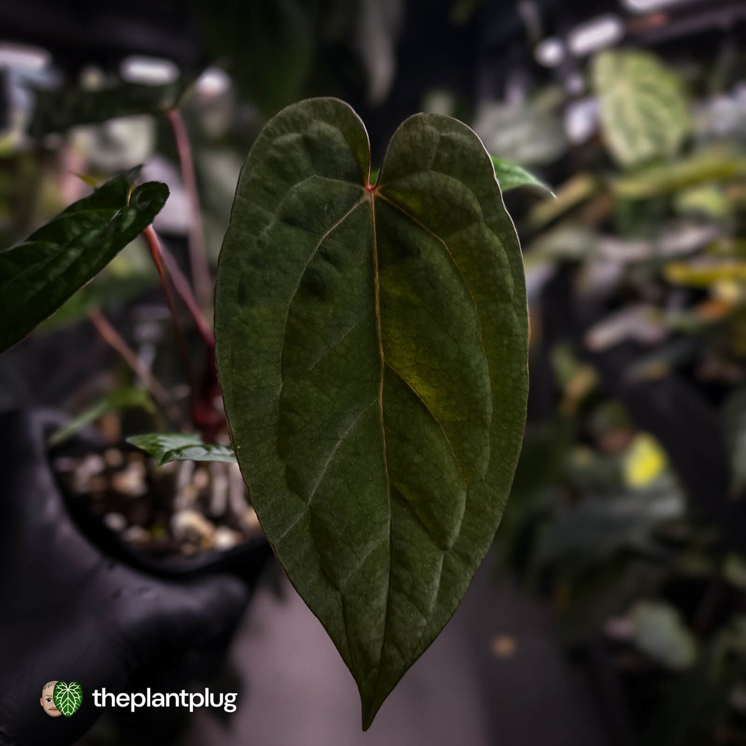 Anthurium 'RDP' x ('Ace of Spades' x antolakii / 'BVEP') • select