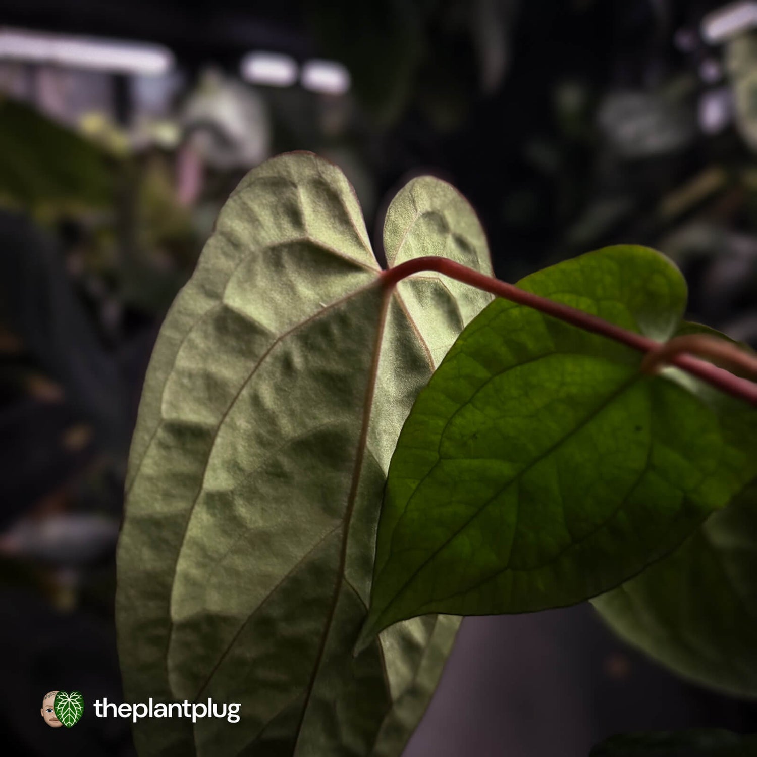 Anthurium 'RDP' x ('Ace of Spades' x antolakii / 'BVEP') • select