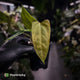 Anthurium 'Twin Phoenix' x (subsignatum x papillilaminum) • first release 🥳