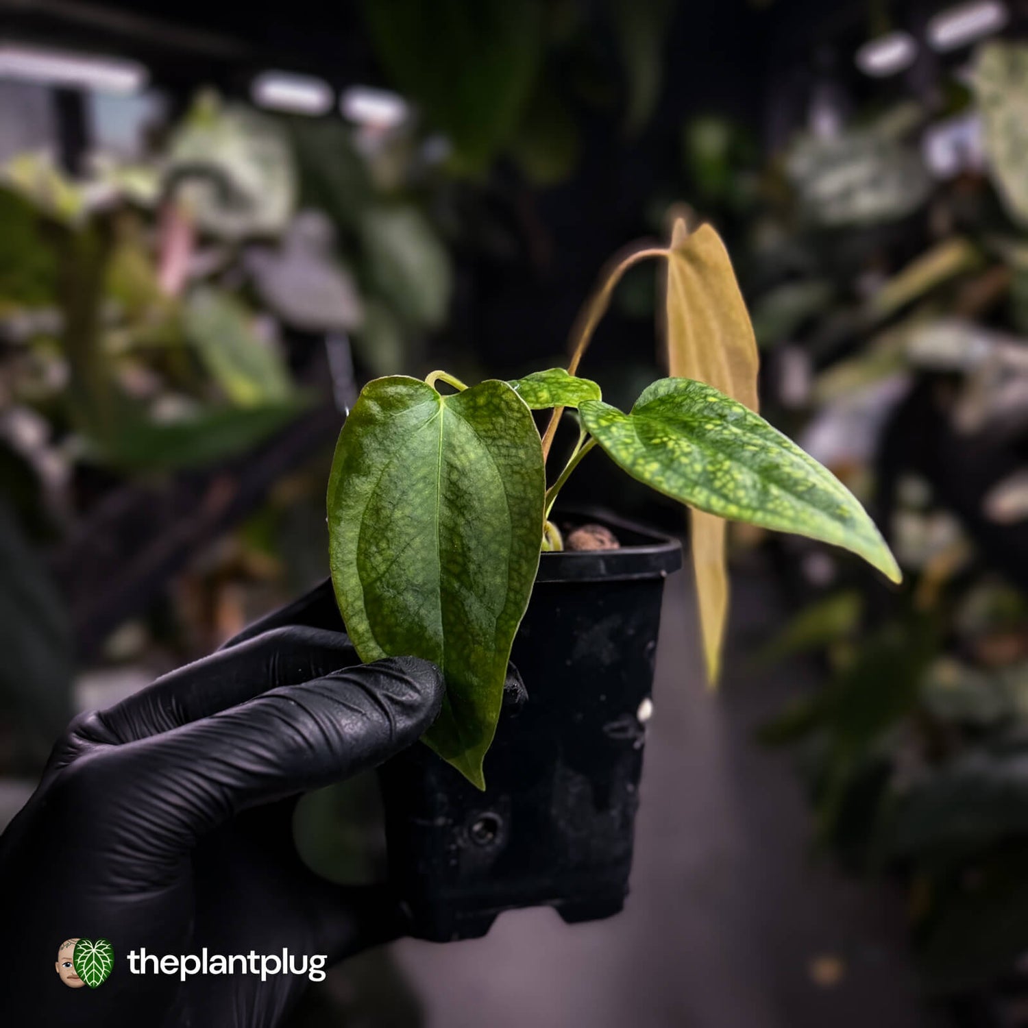 Anthurium 'Twin Phoenix' x (subsignatum x papillilaminum) • first release 🥳