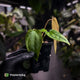Anthurium 'Twin Phoenix' x (subsignatum x papillilaminum) • first release 🥳
