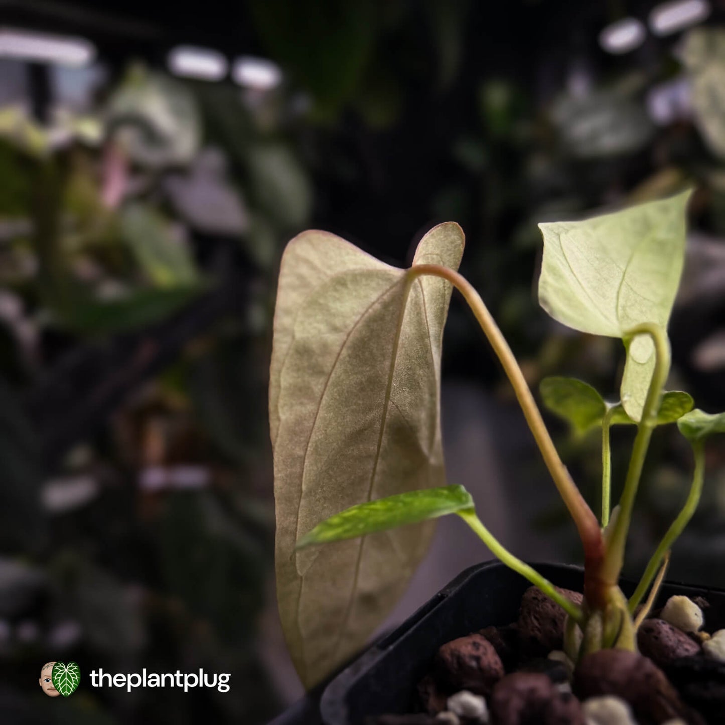 Anthurium 'Twin Phoenix' x (subsignatum x papillilaminum) • first release 🥳