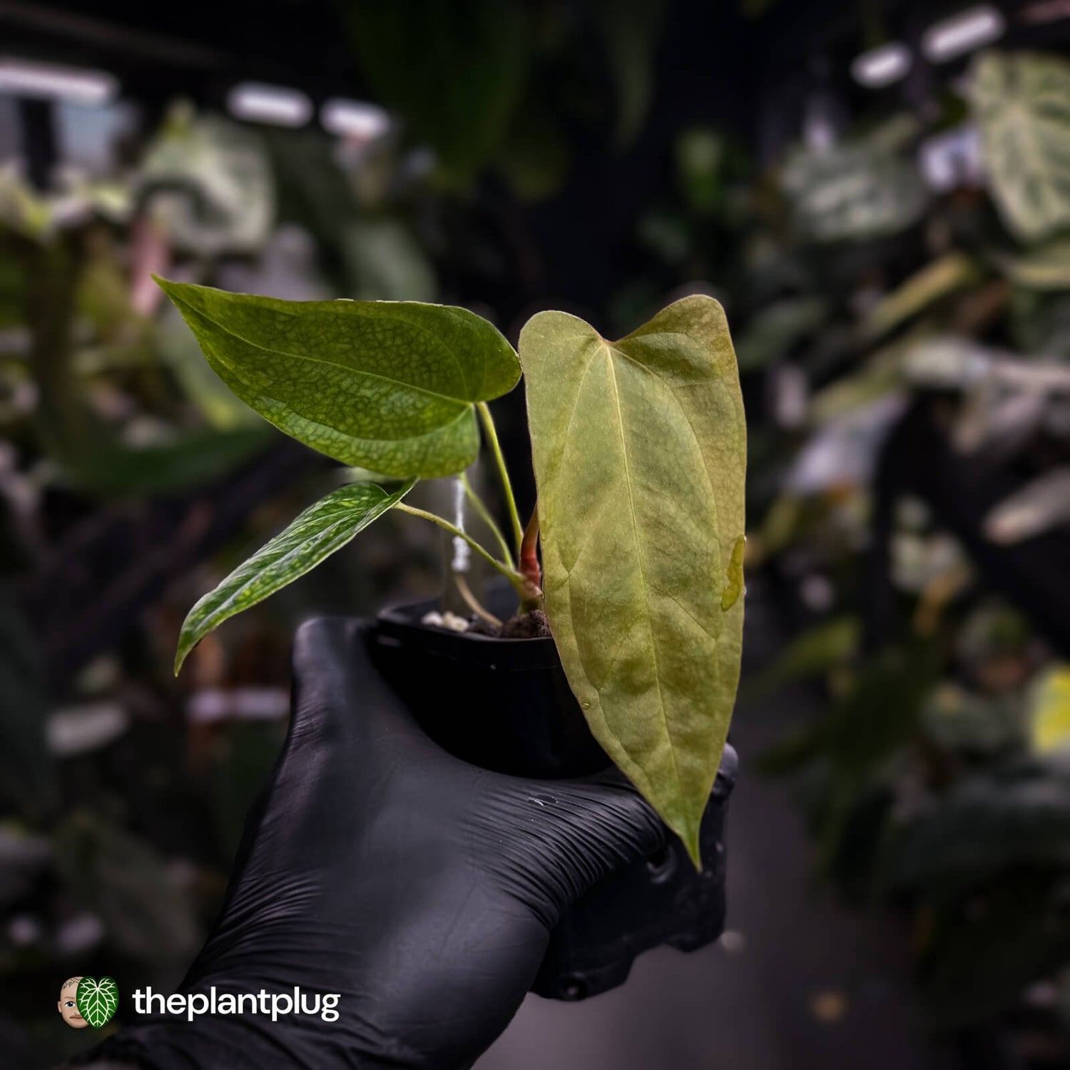 Anthurium 'Twin Phoenix' x (subsignatum x papillilaminum) • first release 🥳