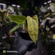 Anthurium 'Twin Phoenix' x (subsignatum x papillilaminum) • first release 🥳