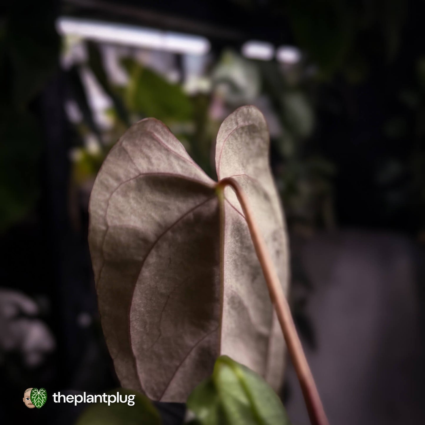 Anthurium 'Twin Phoenix' x (subsignatum x papillilaminum)