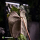 Anthurium 'Twin Phoenix' x (subsignatum x papillilaminum)