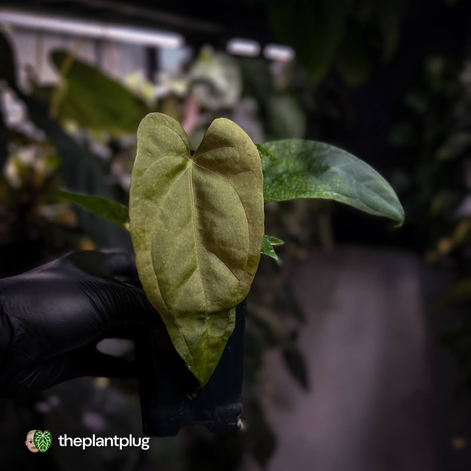Anthurium 'Twin Phoenix' x (subsignatum x papillilaminum)