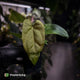 Anthurium 'Twin Phoenix' x (subsignatum x papillilaminum)