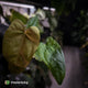 Anthurium 'Twin Phoenix' x (subsignatum x papillilaminum)