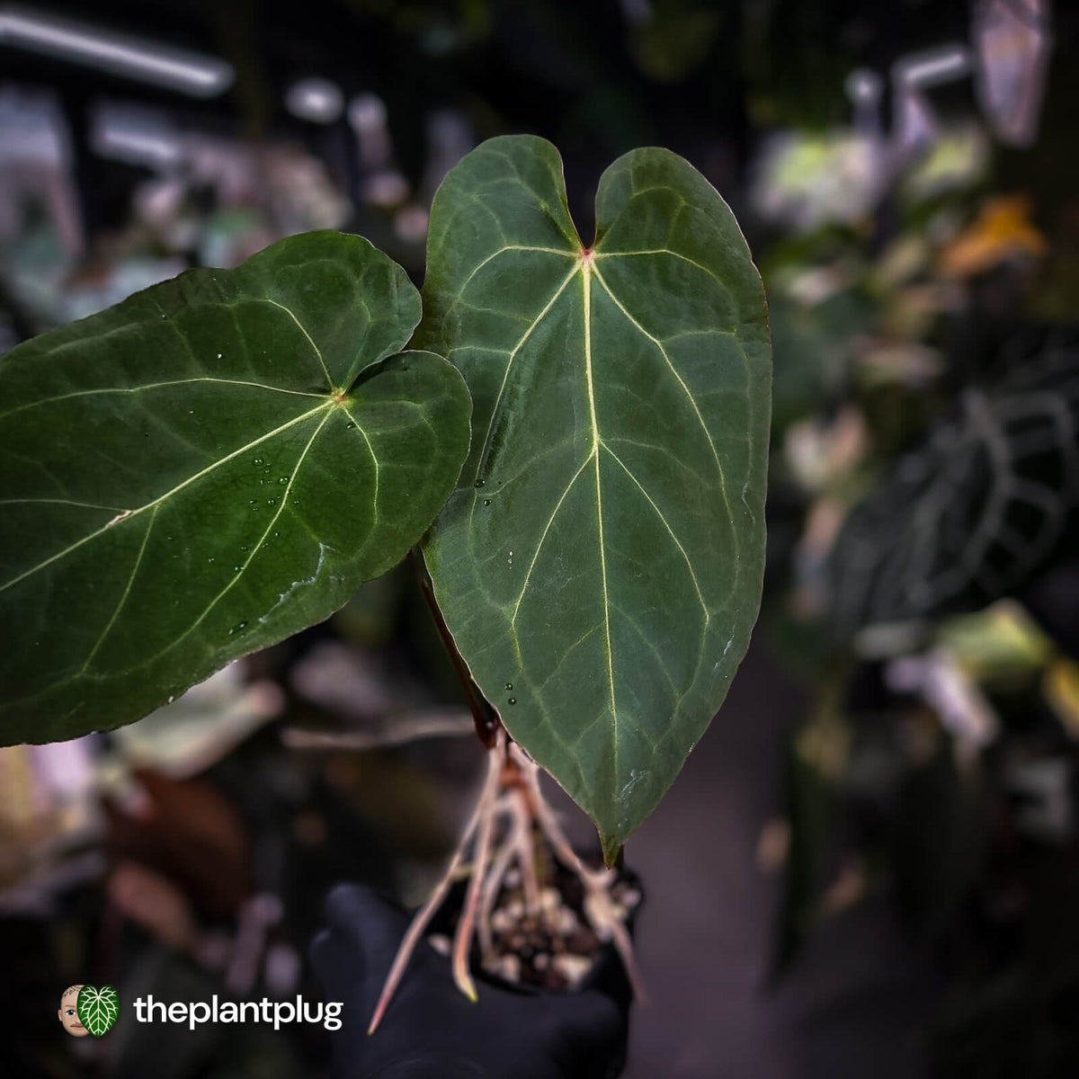 Anthurium 'Ruby Zoisite' x 'Jayda'