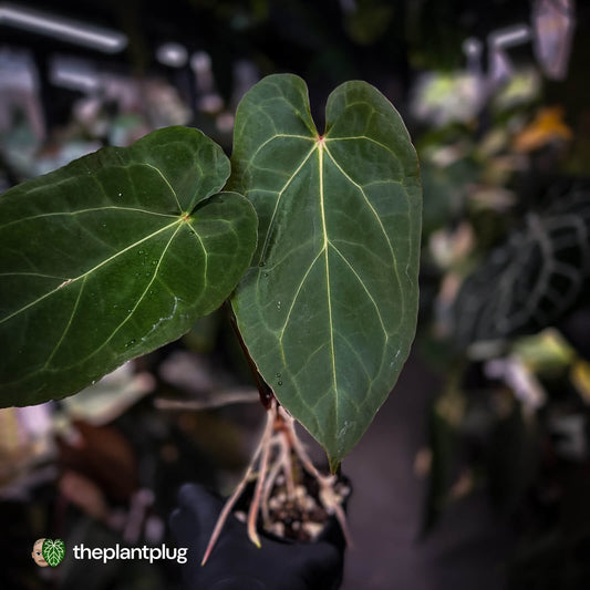 Anthurium 'Ruby Zoisite' x 'Jayda'