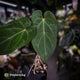 Anthurium 'Ruby Zoisite' x 'Jayda'