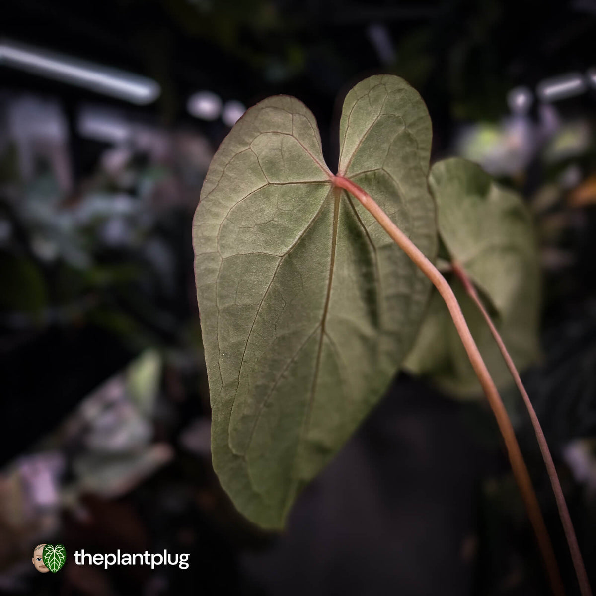 Anthurium 'Ruby Zoisite' x 'Jayda'