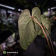 Anthurium 'Ruby Zoisite' x 'Jayda'