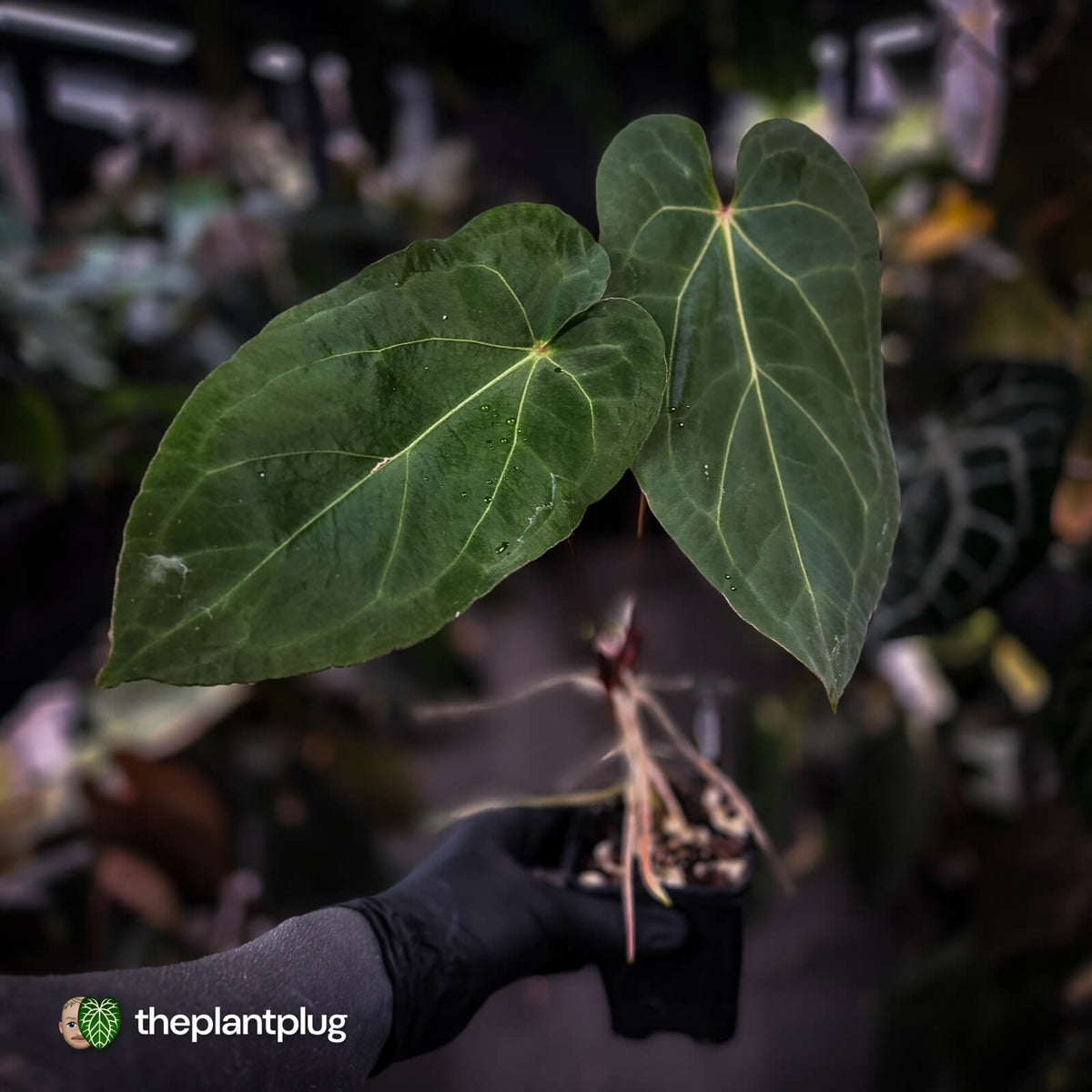 Anthurium 'Ruby Zoisite' x 'Jayda'