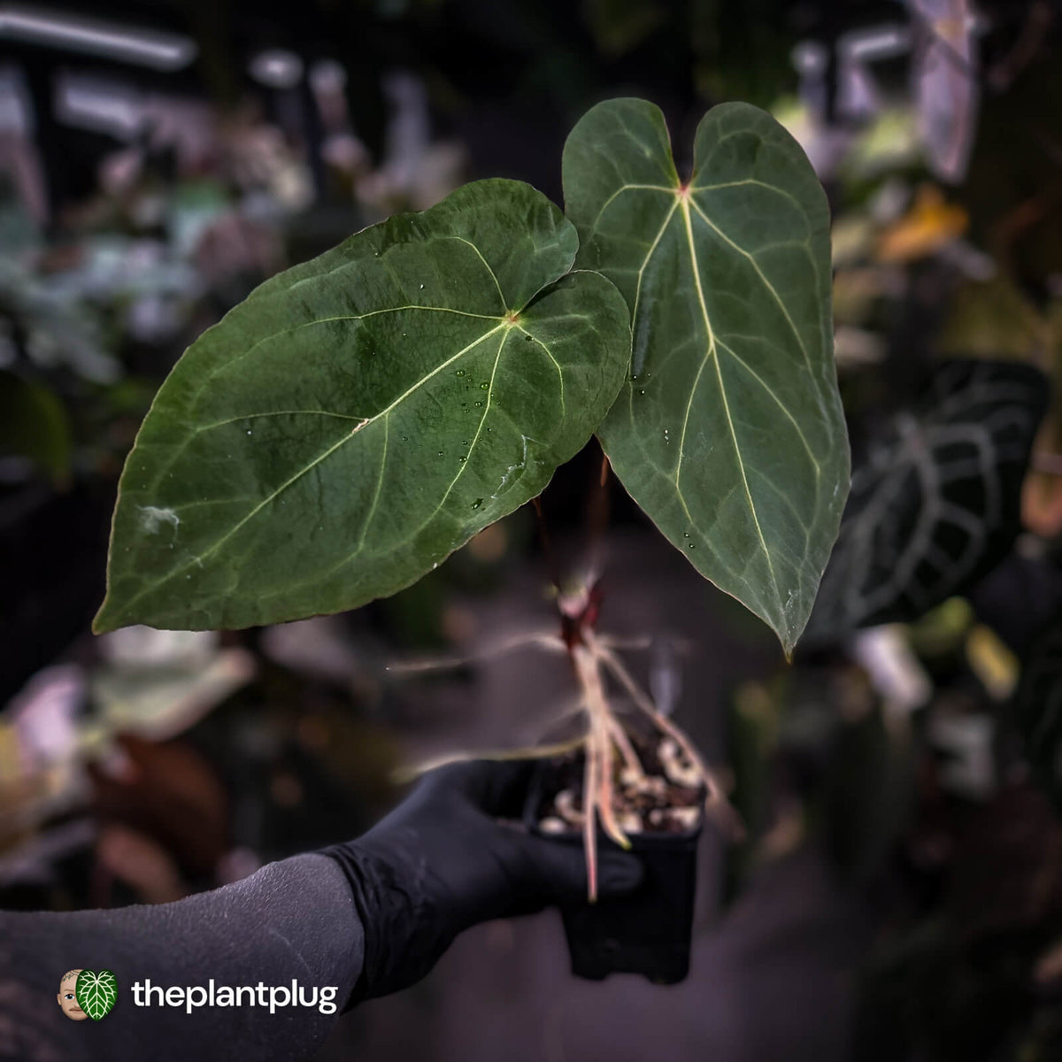 Anthurium 'Ruby Zoisite' x 'Jayda'