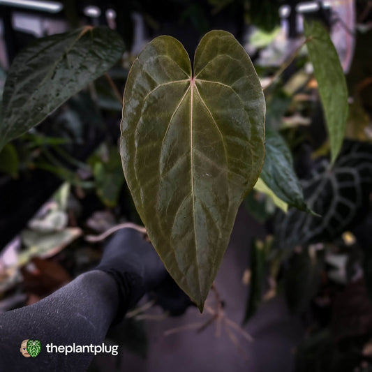 Anthurium 'Ruby Zoisite' x 'Jayda'