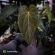 Anthurium 'Ruby Zoisite' x 'Jayda'