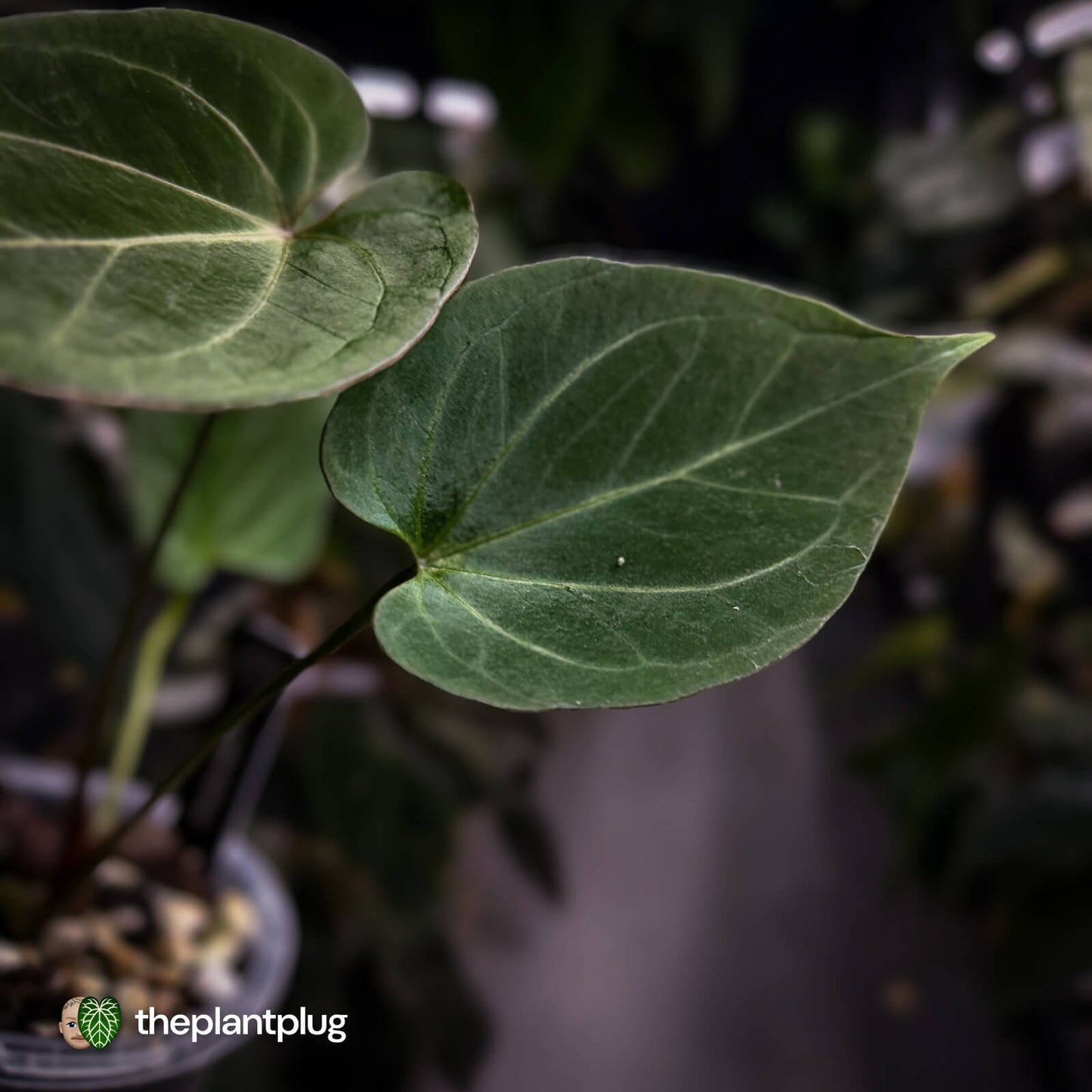 Anthurium 'HU' / 'King of Spades' ♠️