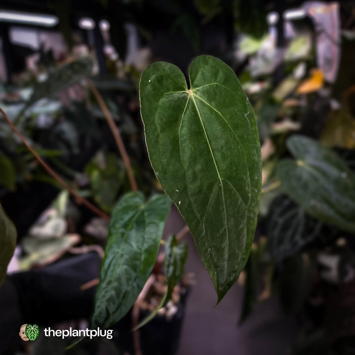 Anthurium 'Ruby Zoisite' x 'Jayda'