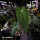 Anthurium 'Ruby Zoisite' x 'Jayda'