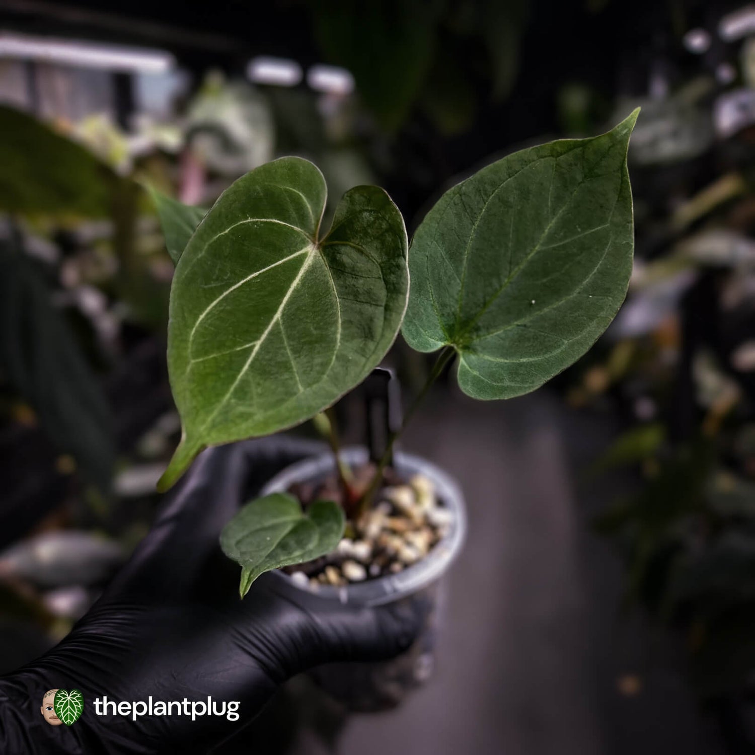 Anthurium 'HU' / 'King of Spades' ♠️