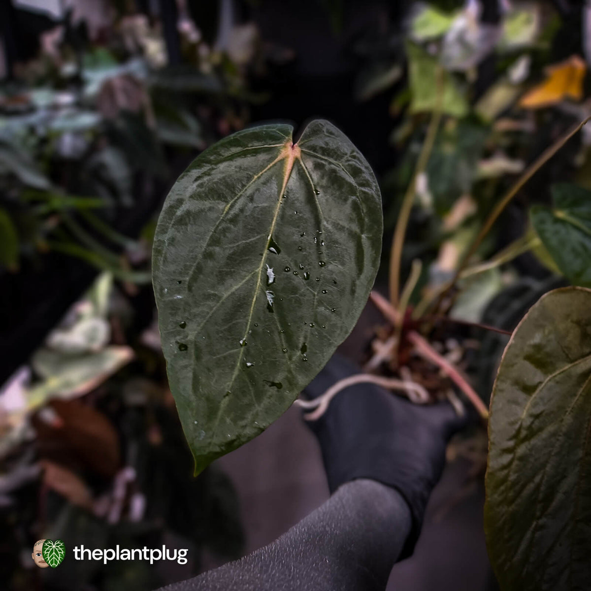 Anthurium 'Ruby Zoisite' x 'Jayda'