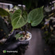 Anthurium 'HU' / 'King of Spades' ♠️