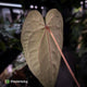 Anthurium 'Ruby Zoisite' x 'Jayda'