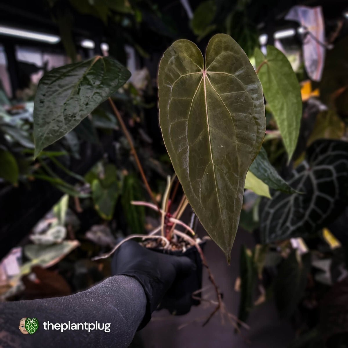 Anthurium 'Ruby Zoisite' x 'Jayda'