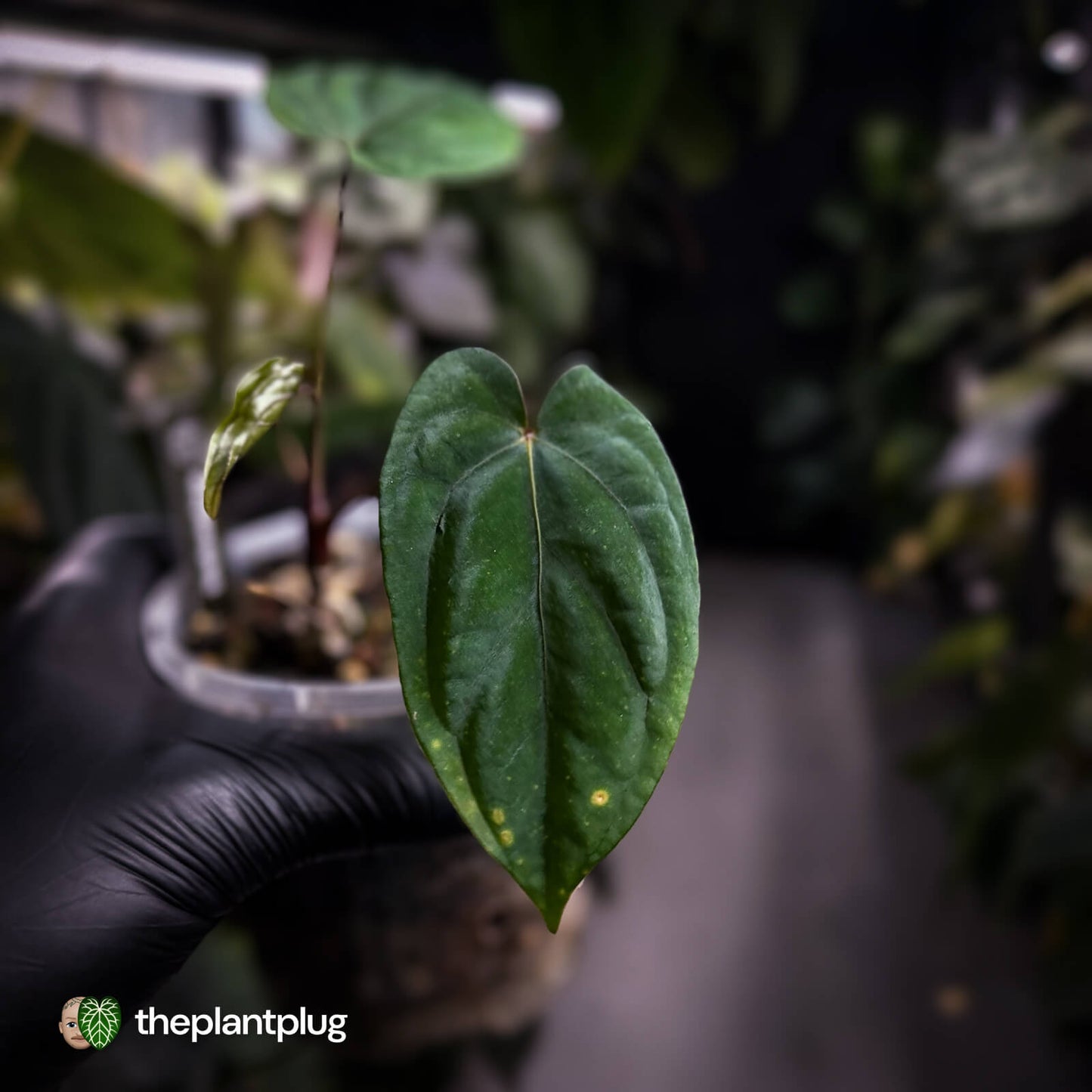 Anthurium 'Midnight Velvet Deep Ruby' 💜